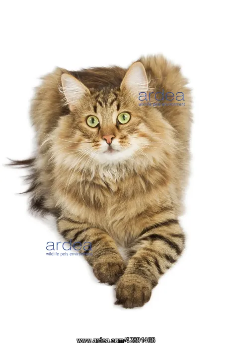  : Cat - Norwegian Forest Brown Tabby Cat