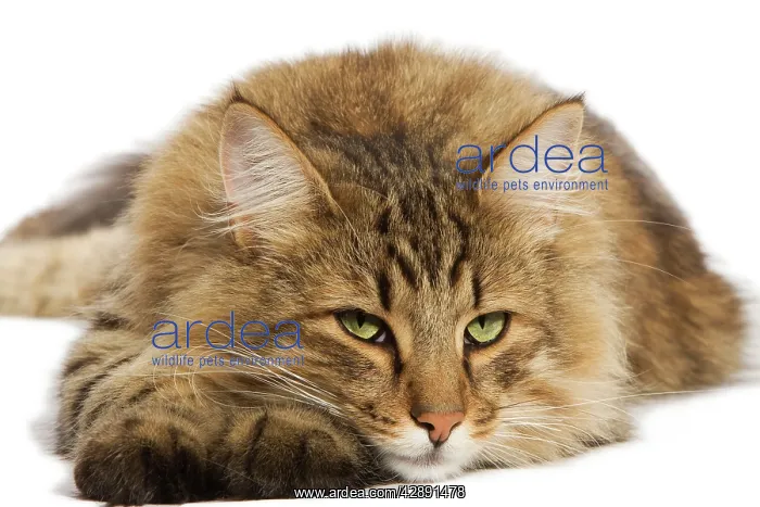 : Cat - Norwegian Forest Brown Tabby Cat : Cat - Norwegian Forest Brown Tabby Cat