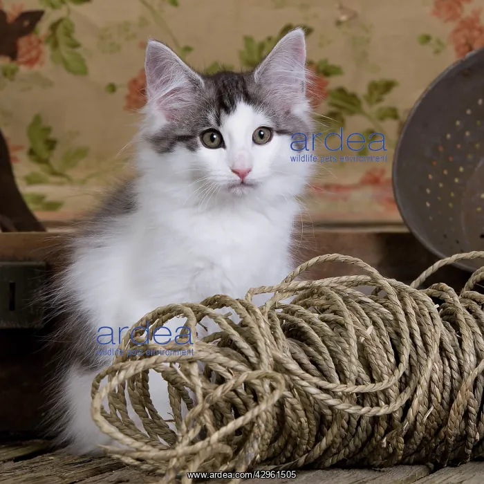 : Cat - Norwegian Forest Cat - 10 week old Kitten : Cat - Norwegian Forest Cat - 10 week old Kitten