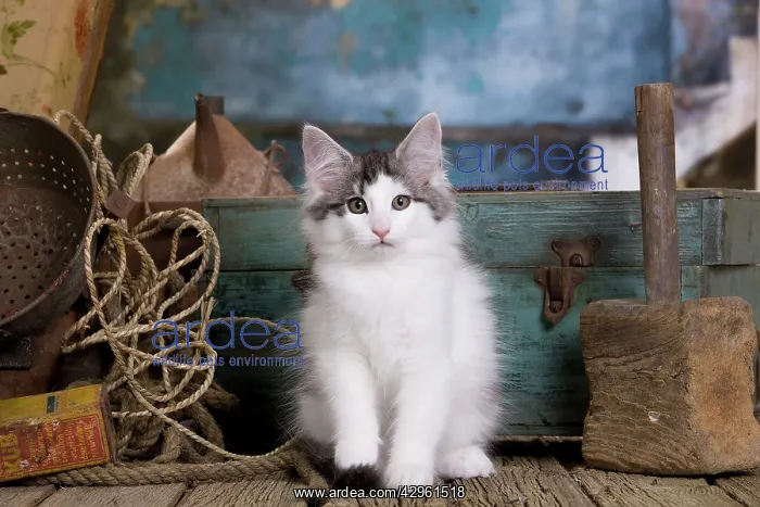 : Cat - Norwegian Forest Cat - 10 week old Kitten : Cat - Norwegian Forest Cat - 10 week old Kitten