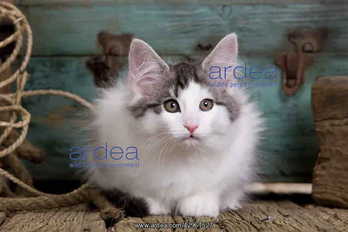 : Cat - Norwegian Forest Cat - 10 week old Kitten : Cat - Norwegian Forest Cat - 10 week old Kitten