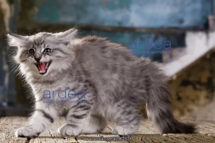 : Cat - Norwegian Forest Cat - 10 week old Kitten : Cat - Norwegian Forest Cat - 10 week old Kitten
