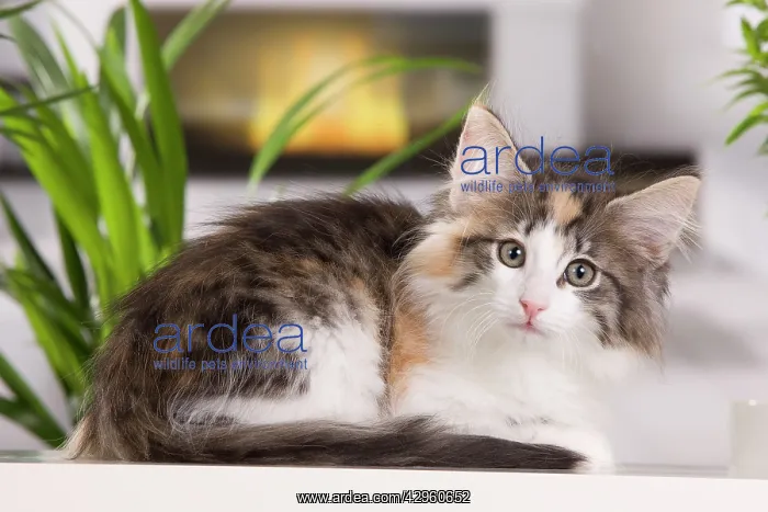 : Cat - Norwegian Forest Cat - 10 weeks old Kitten : Cat - Norwegian Forest Cat - 10 weeks old Kitten