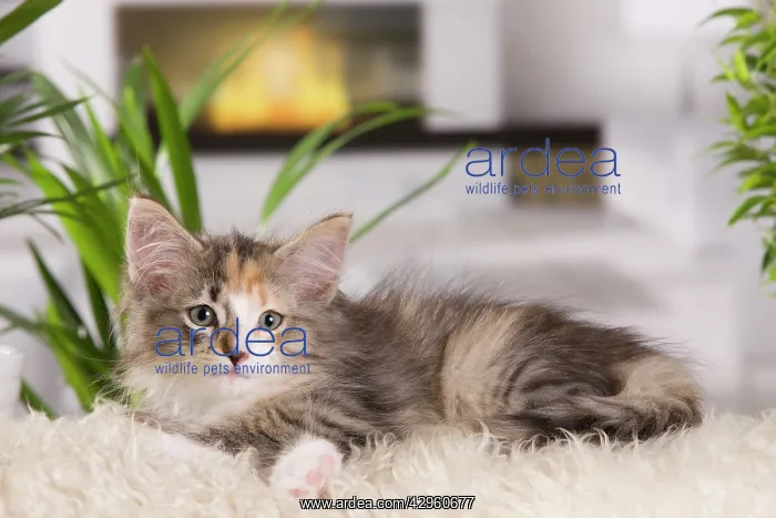 : Cat - Norwegian Forest Cat - 10 weeks old Kitten : Cat - Norwegian Forest Cat - 10 weeks old Kitten