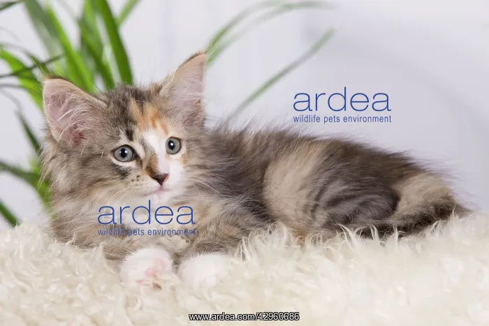 : Cat - Norwegian Forest Cat - 10 weeks old Kitten : Cat - Norwegian Forest Cat - 10 weeks old Kitten
