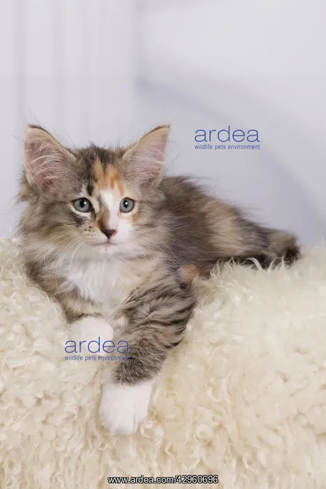 : Cat - Norwegian Forest Cat - 10 weeks old Kitten : Cat - Norwegian Forest Cat - 10 weeks old Kitten