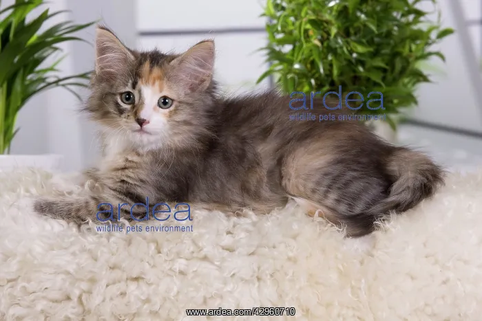: Cat - Norwegian Forest Cat - 10 weeks old Kitten : Cat - Norwegian Forest Cat - 10 weeks old Kitten