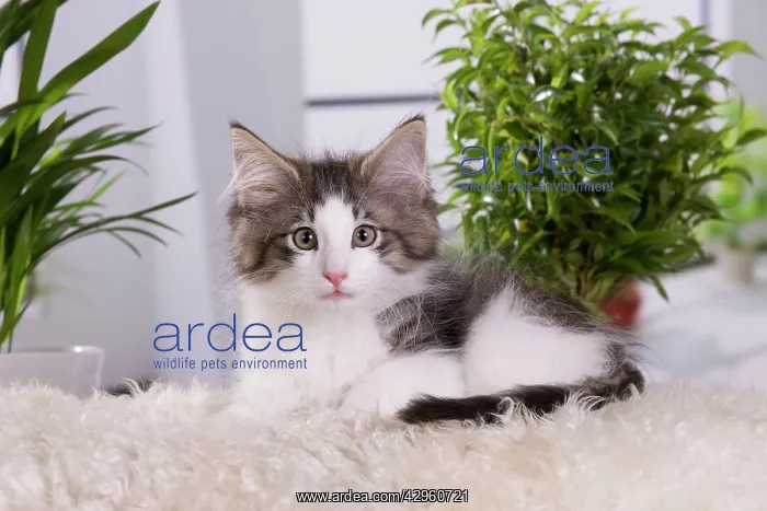 : Cat - Norwegian Forest Cat - 10 weeks old Kitten : Cat - Norwegian Forest Cat - 10 weeks old Kitten