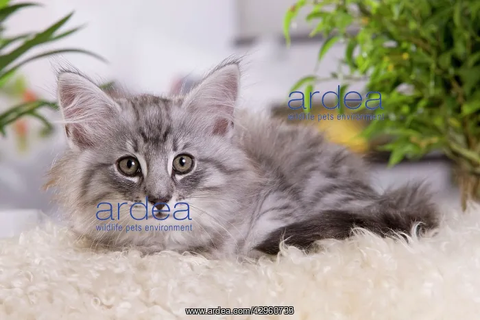 : Cat - Norwegian Forest Cat - 10 weeks old Kitten : Cat - Norwegian Forest Cat - 10 weeks old Kitten