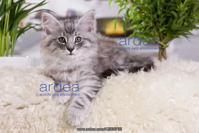 : Cat - Norwegian Forest Cat - 10 weeks old Kitten : Cat - Norwegian Forest Cat - 10 weeks old Kitten