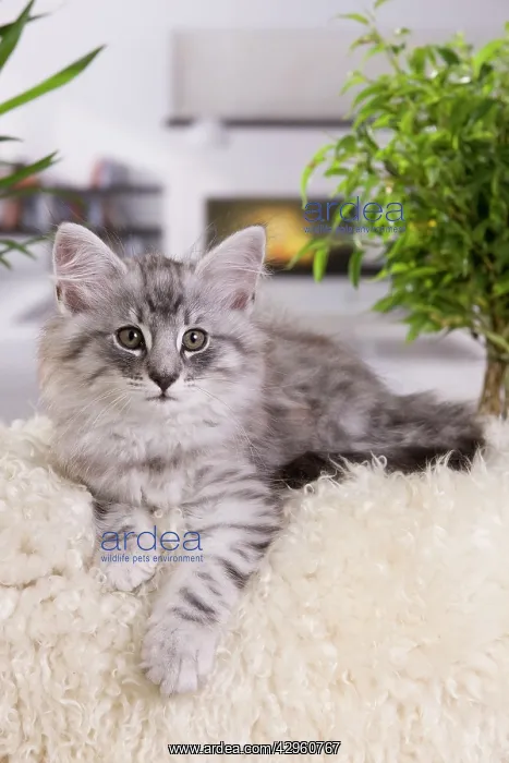 : Cat - Norwegian Forest Cat - 10 weeks old Kitten : Cat - Norwegian Forest Cat - 10 weeks old Kitten