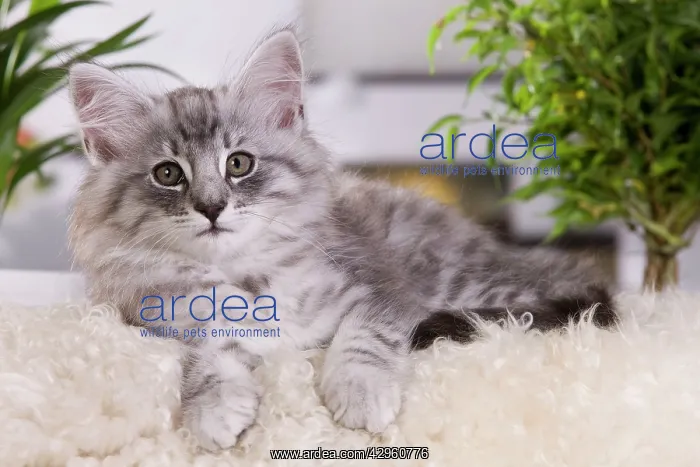 : Cat - Norwegian Forest Cat - 10 weeks old Kitten : Cat - Norwegian Forest Cat - 10 weeks old Kitten