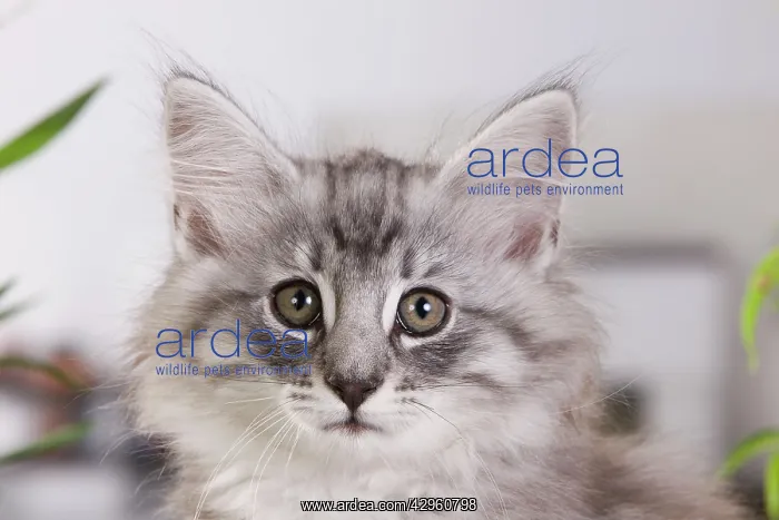 : Cat - Norwegian Forest Cat - 10 weeks old Kitten : Cat - Norwegian Forest Cat - 10 weeks old Kitten