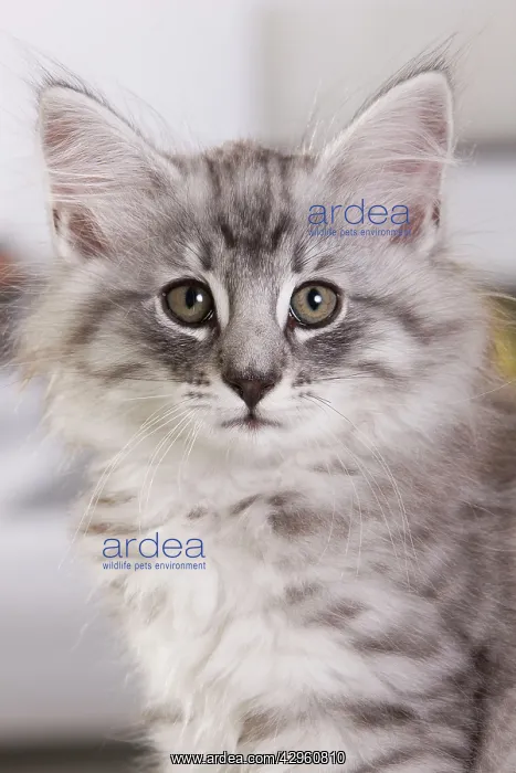 : Cat - Norwegian Forest Cat - 10 weeks old Kitten : Cat - Norwegian Forest Cat - 10 weeks old Kitten