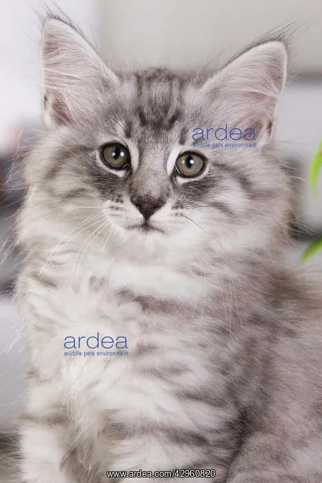 : Cat - Norwegian Forest Cat - 10 weeks old Kitten : Cat - Norwegian Forest Cat - 10 weeks old Kitten