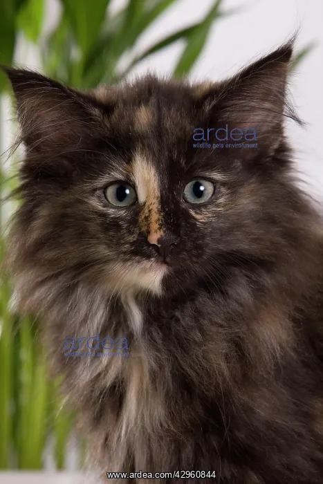 : Cat - Norwegian Forest Cat - 10 weeks old Kitten : Cat - Norwegian Forest Cat - 10 weeks old Kitten