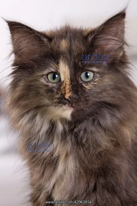 : Cat - Norwegian Forest Cat - 10 weeks old Kitten : Cat - Norwegian Forest Cat - 10 weeks old Kitten