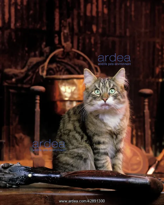 : Cat - Norwegian Forest Cat : Cat - Norwegian Forest Cat