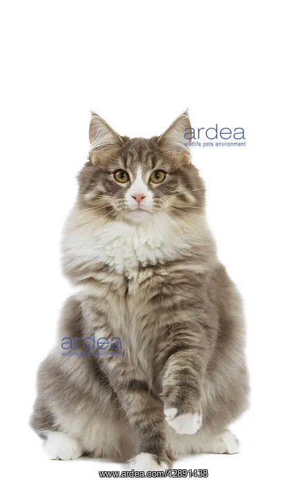 : Cat - Norwegian Forest Cat : Cat - Norwegian Forest Cat