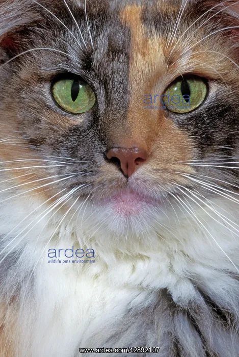 : Cat - Norwegian Forest Cat : Cat - Norwegian Forest Cat