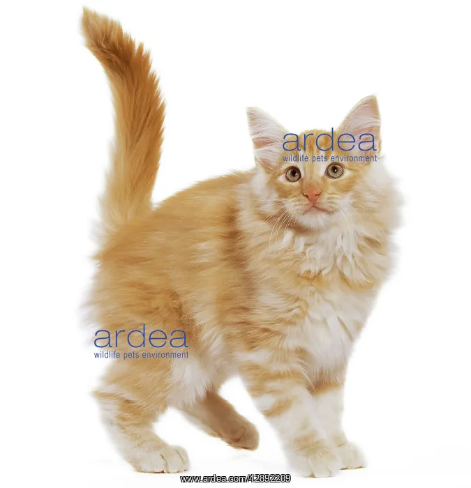 : Cat - Norwegian Forest Cat : Cat - Norwegian Forest Cat