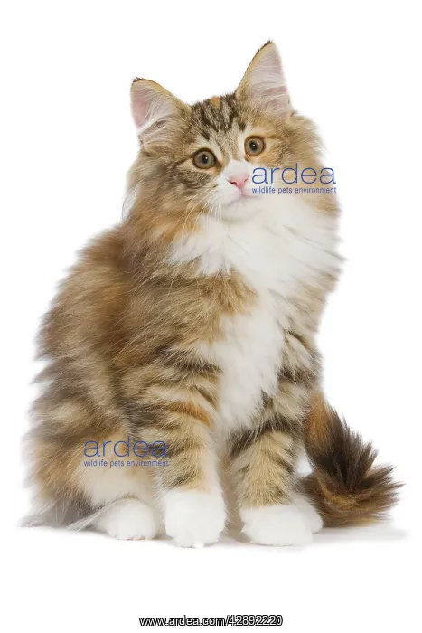 : Cat - Norwegian Forest Cat : Cat - Norwegian Forest Cat