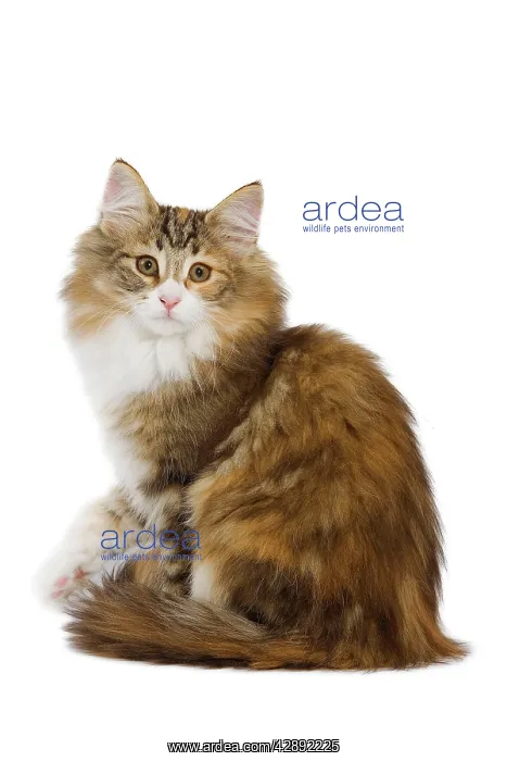 : Cat - Norwegian Forest Cat : Cat - Norwegian Forest Cat