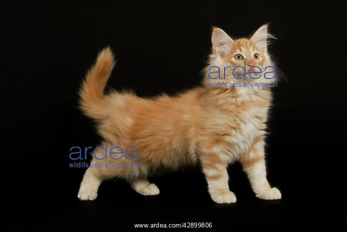 : Cat - Norwegian Forest Cat : Cat - Norwegian Forest Cat