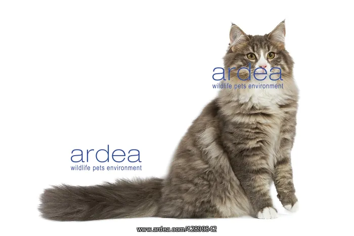 : Cat - Norwegian Forest Cat : Cat - Norwegian Forest Cat