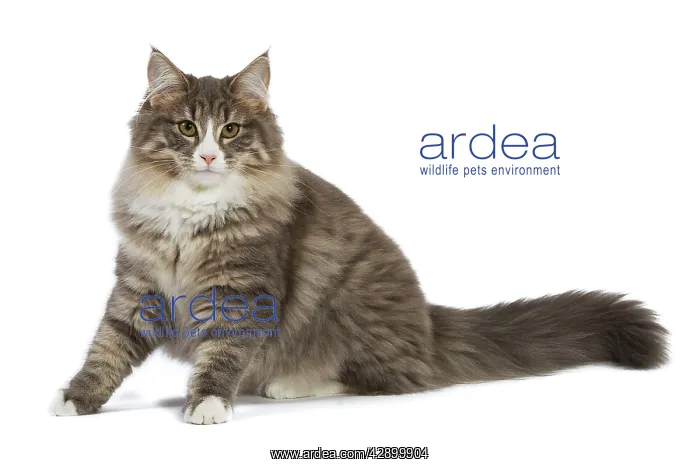 : Cat - Norwegian Forest Cat : Cat - Norwegian Forest Cat
