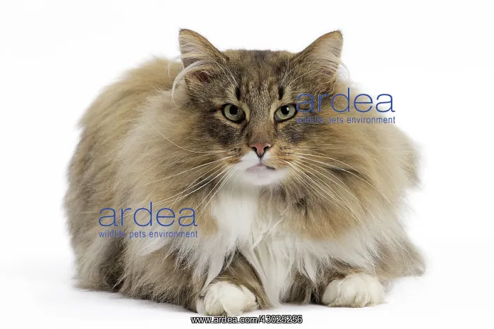  : Cat Norwegian Forest Cat