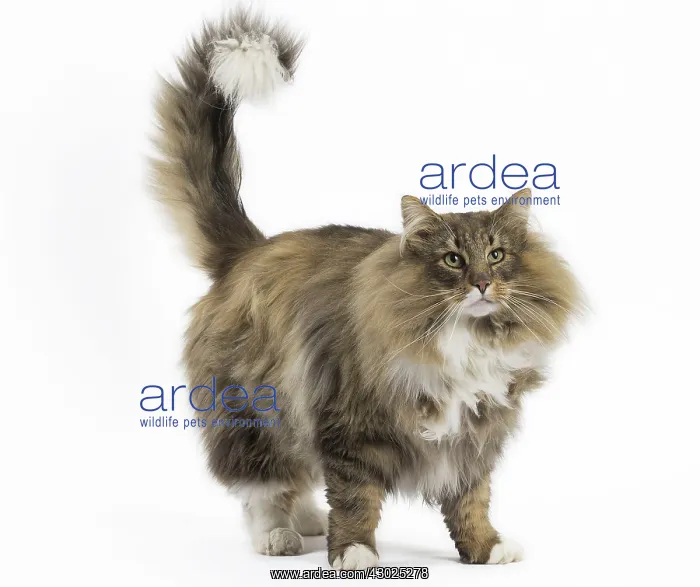  : Cat Norwegian Forest Cat