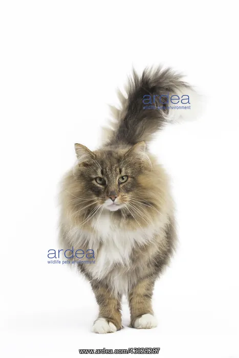 : Cat Norwegian Forest Cat