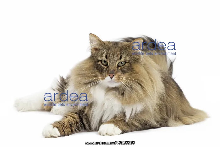  : Cat Norwegian Forest Cat