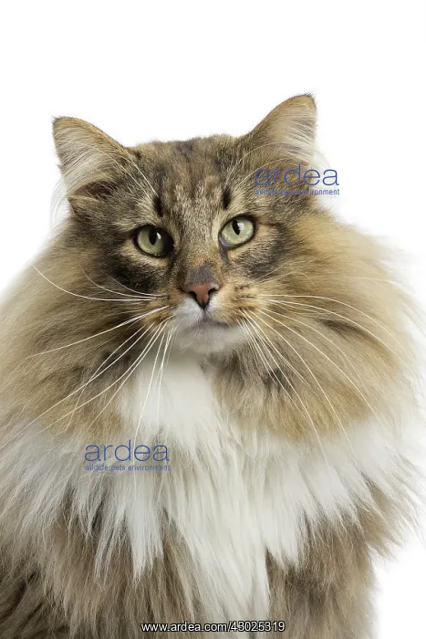  : Cat Norwegian Forest Cat