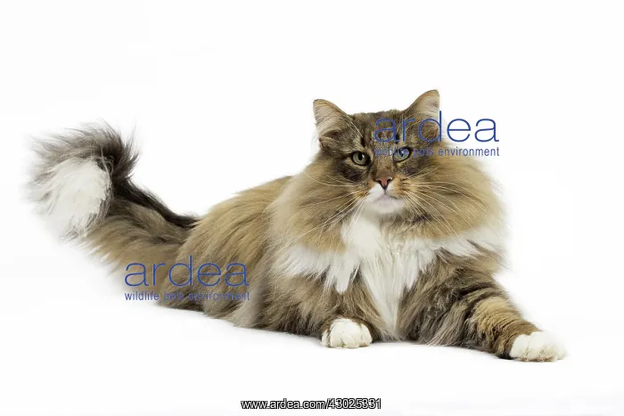  : Cat Norwegian Forest Cat