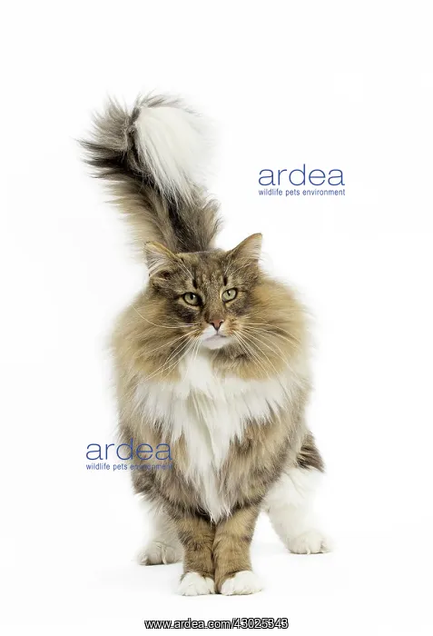  : Cat Norwegian Forest Cat