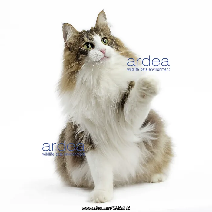  : Cat Norwegian Forest Cat
