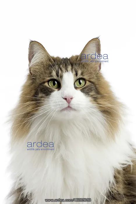  : Cat Norwegian Forest Cat