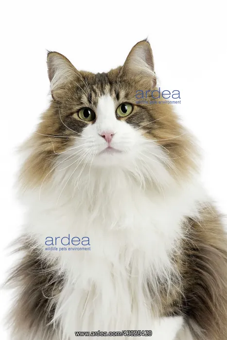  : Cat Norwegian Forest Cat
