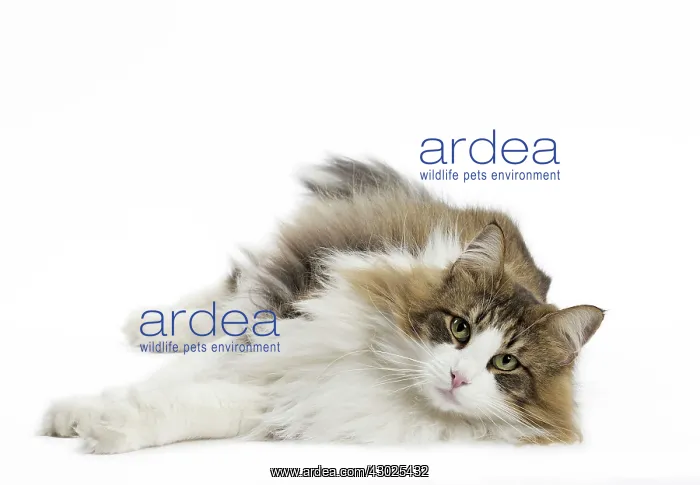  : Cat Norwegian Forest Cat