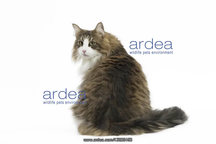  : Cat Norwegian Forest Cat