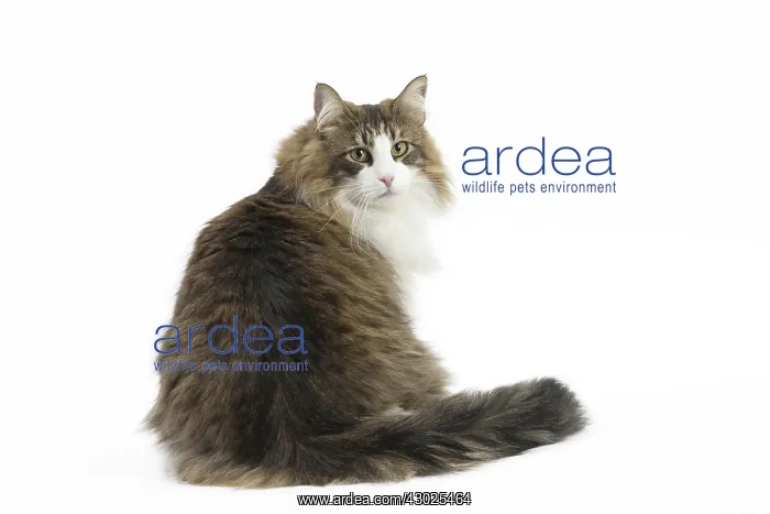 : Cat Norwegian Forest Cat