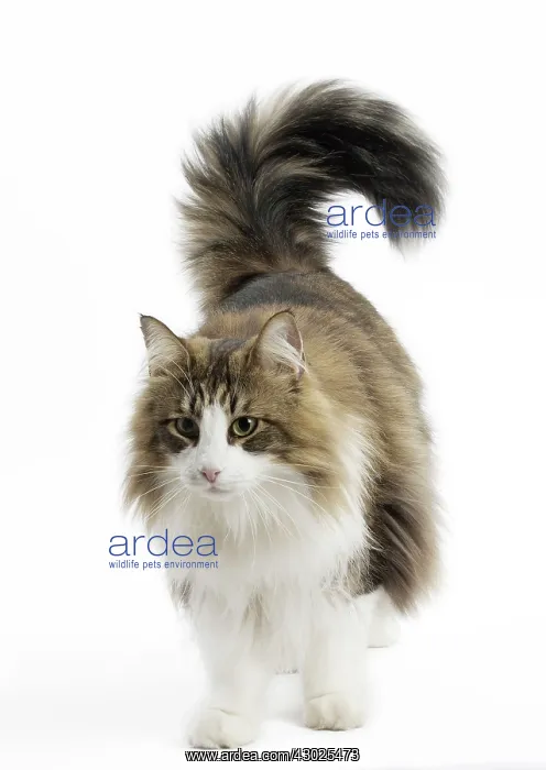  : Cat Norwegian Forest Cat
