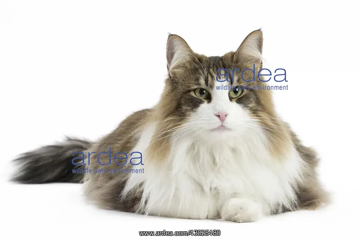  : Cat Norwegian Forest Cat