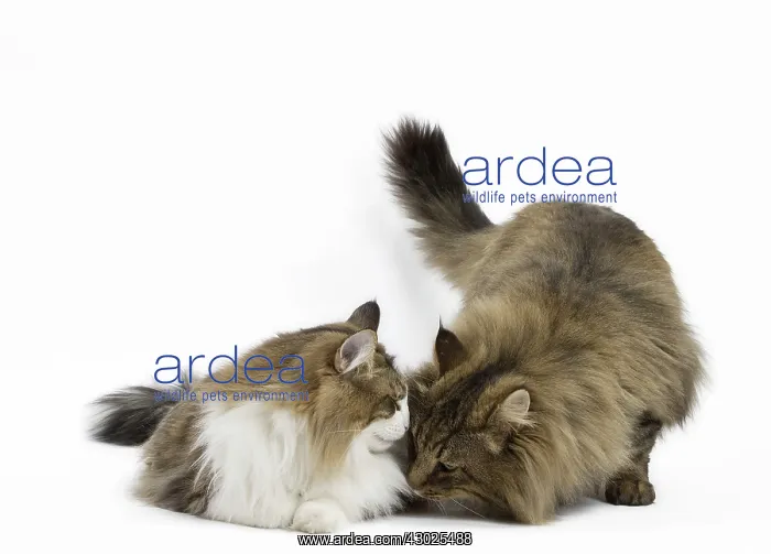  : Cat Norwegian Forest Cat