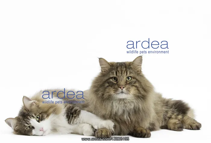  : Cat Norwegian Forest Cat