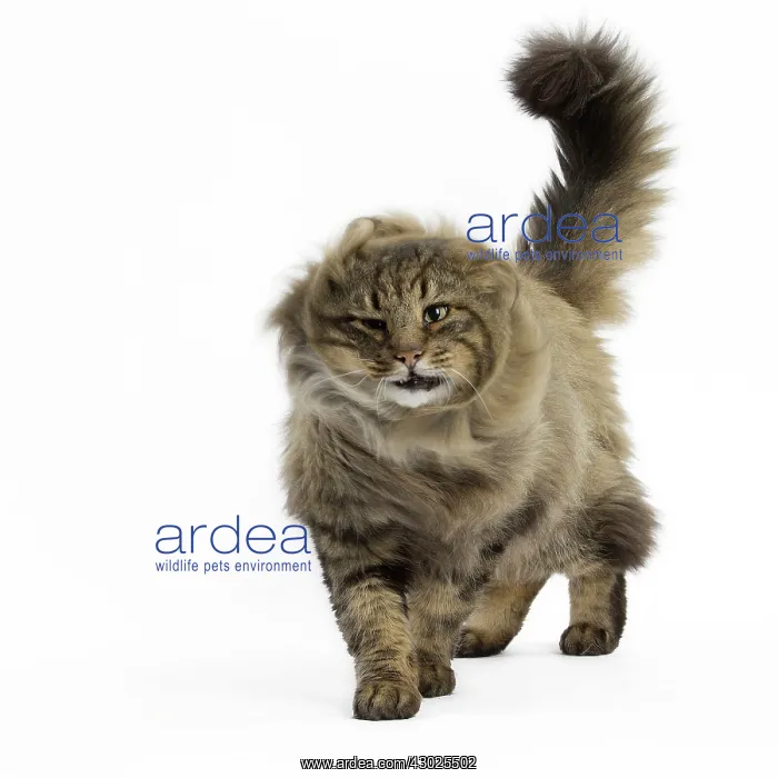  : Cat Norwegian Forest Cat