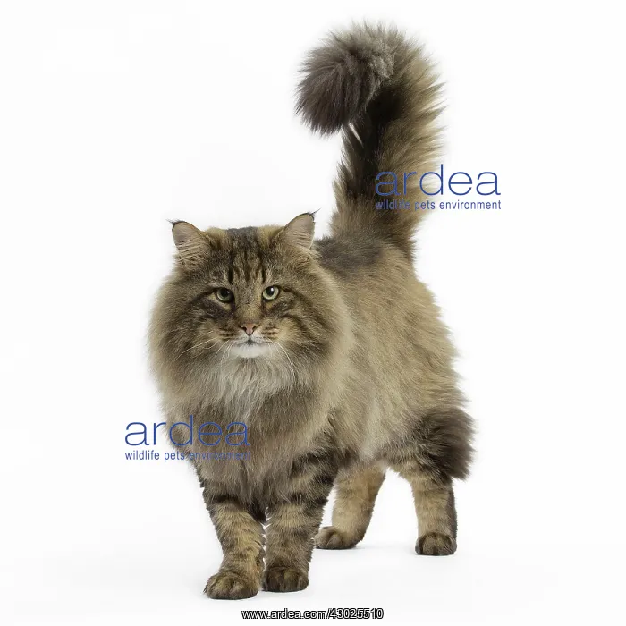  : Cat Norwegian Forest Cat
