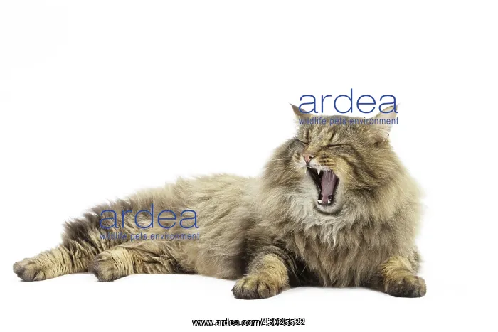 : Cat Norwegian Forest Cat